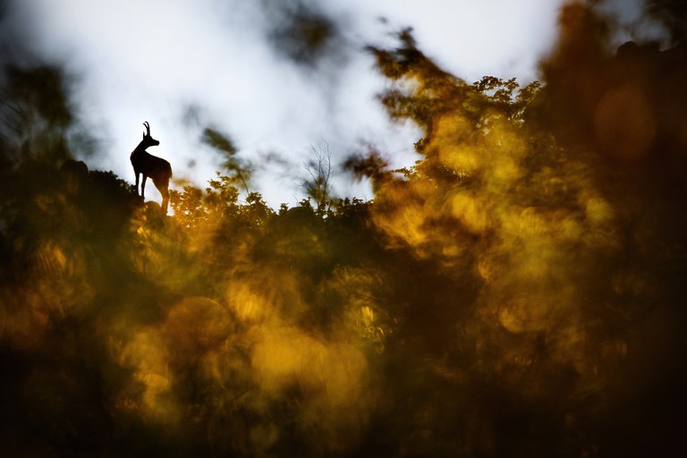 MontPhoto celebra la seva 27a edició reafirmant el seu compromís amb la conservació de la natura