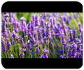 Festa de la lavanda