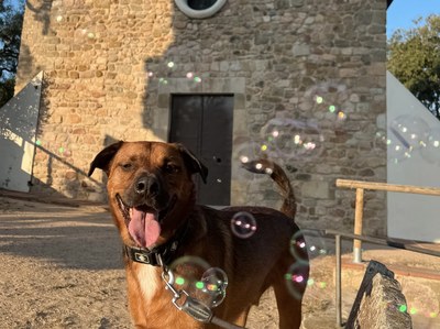 El Koda a l'Ermita de les Alegries