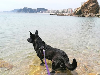 El perro y el mar