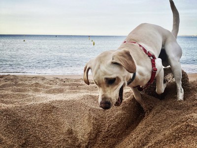 Rock, l’explorador de la platja