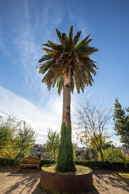 Palmera canària  de Can Xardó