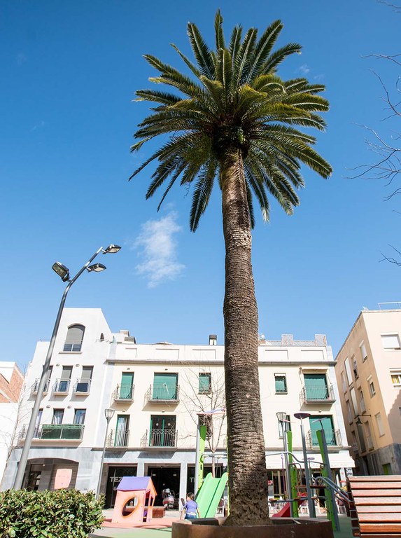 Palmera canària de la plaça dels Germans Maristes 