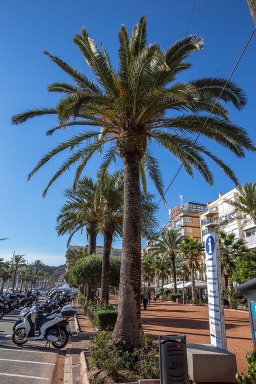 Palmera canària del passeig Jacint Verdaguer