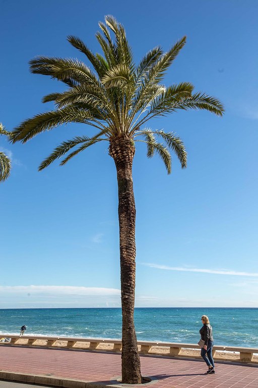 Palmera datilera del passeig Agustí  Font