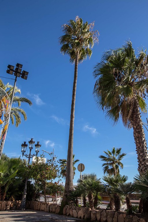 Palmera washingtònia del passeig Jacint Verdaguer