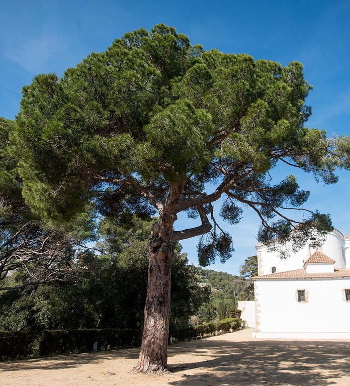 Pi pinyoner de la plaça del Pi de l’ermita de Santa Cristina