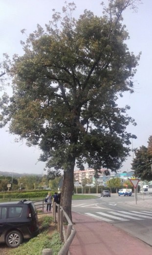 Roure de carrer Senyora de Rosell 