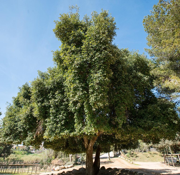 Surolí del paratge de Santa Cristina